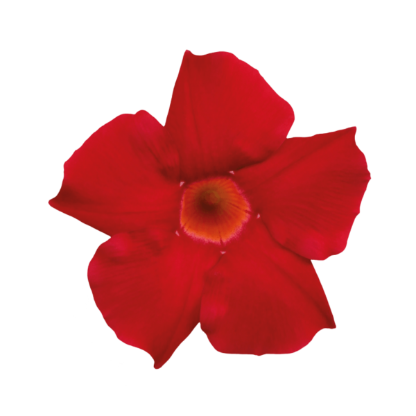 Sundaville® Early Scarlet