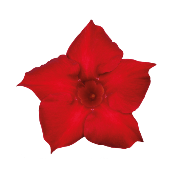 Sundaville® red