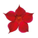 Sundaville® Burgundy