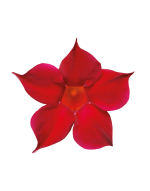 Sundaville® Burgundy