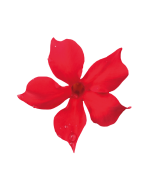 Sundaville® scarlet