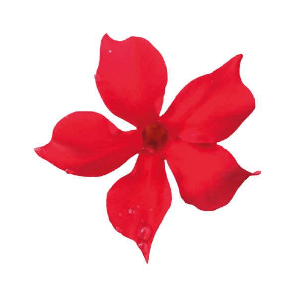Sundaville® scarlet