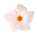 Sundaville® Beauty White