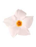 Sundaville® Beauty White