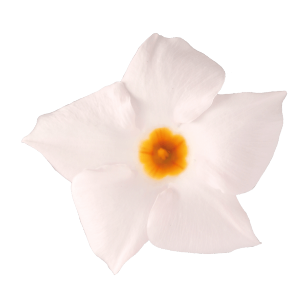 Sundaville® Beauty White