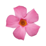 Sundaville® Beauty Rose