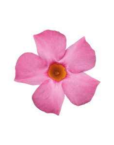 Sundaville® Beauty Rose