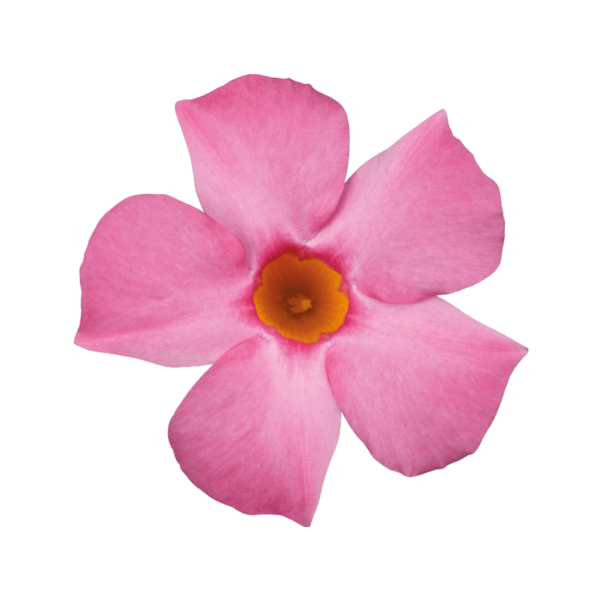 Sundaville® Beauty Rose