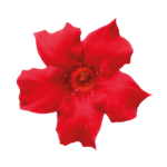 Sundaville® Beauty Bright Red