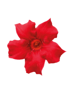 Sundaville® Beauty Bright Red