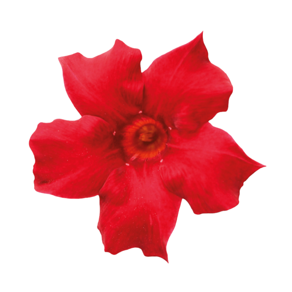 Sundaville® Beauty Bright Red