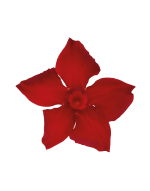 Sundaville® Beauty Vermillion