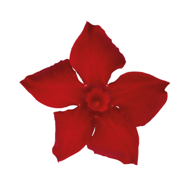 Sundaville® Beauty Vermillion