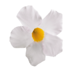 Sundaville® Grand White