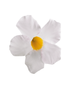 Sundaville® Grand White