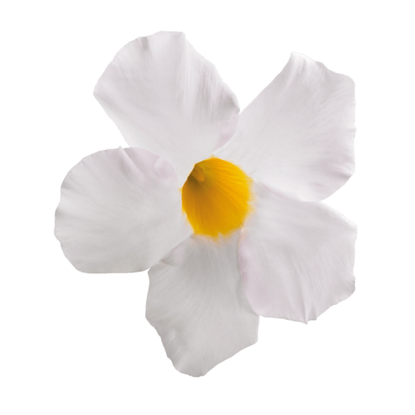 Sundaville® Grand White
