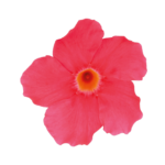 Sundaville® Grand Rose