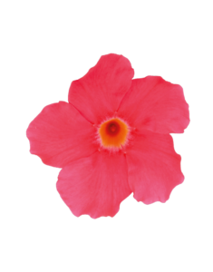 Sundaville® Grand Rose