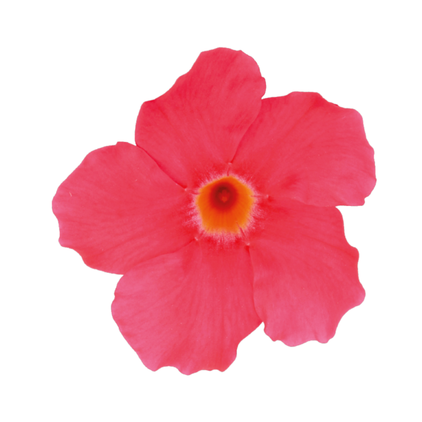 Sundaville® Grand Rose