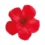 Sundaville® Grand Red