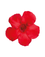 Sundaville® Grand Red