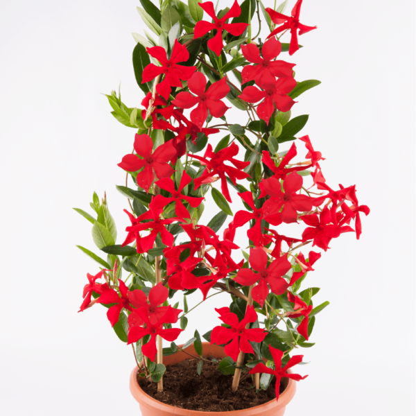 Sundaville® up scarlet
