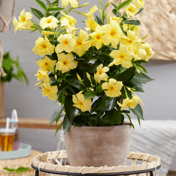 Sundaville® Lemon