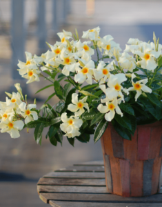Sundaville® Lemon