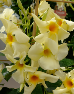 Sundaville® Lemon
