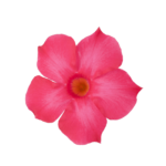 Sundaville® Fuchsia Pink