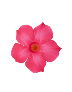 Sundaville® Fuchsia Pink