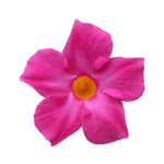 Sundaville® Fashion Pink