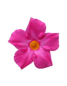 Sundaville® Fashion Pink