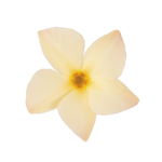 Sundaville® Mimi Yellow