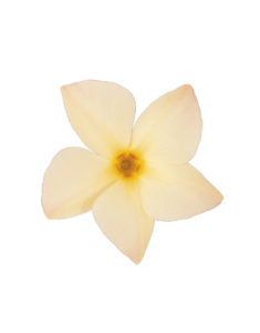 Sundaville® Mimi Yellow