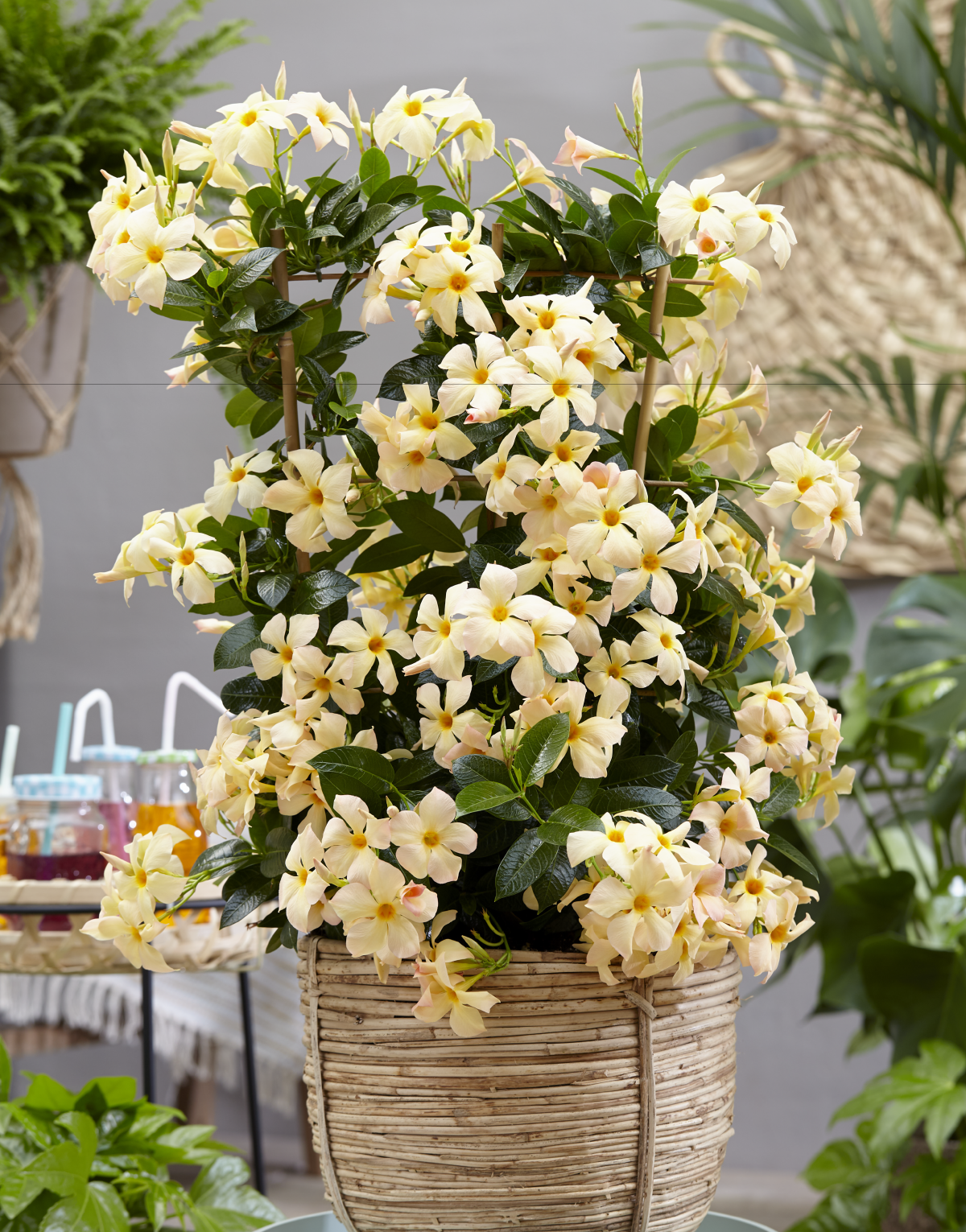 Tekengebied 1 kopie 2 Sundaville® Mimi Yellow – Bild 7