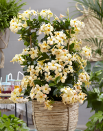 Sundaville® Mimi Yellow – Bild 7