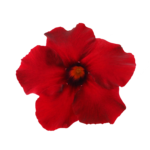 Sundaville® Carmine XXL