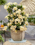 Sundaville® Mimi Yellow – Bild 2