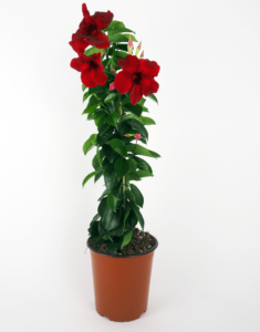 Sundaville® Carmine XXL - Afbeelding 3