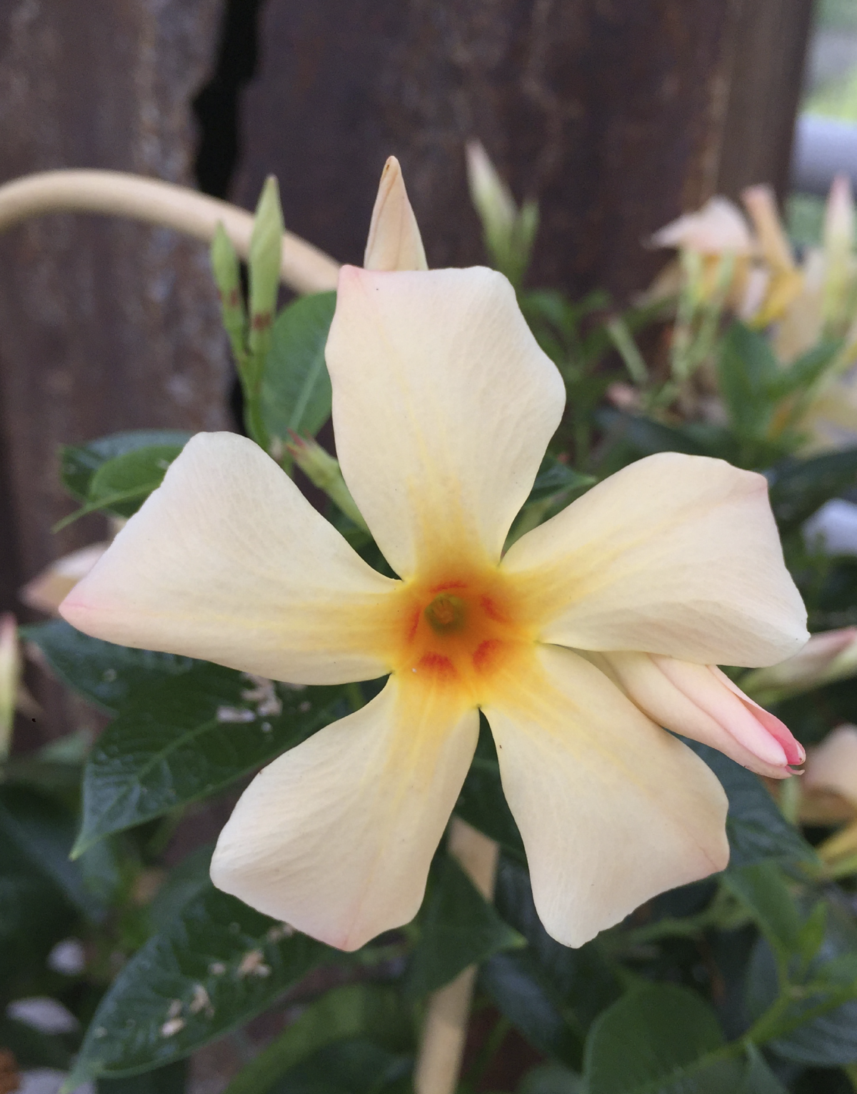 Tekengebied 1 kopie 4 Sundaville® Mimi Yellow – Bild 6