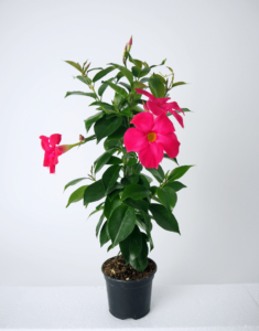 Sundaville® Fashion Pink - Afbeelding 2