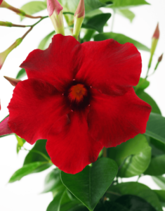 Sundaville® Carmine XXL - Afbeelding 5