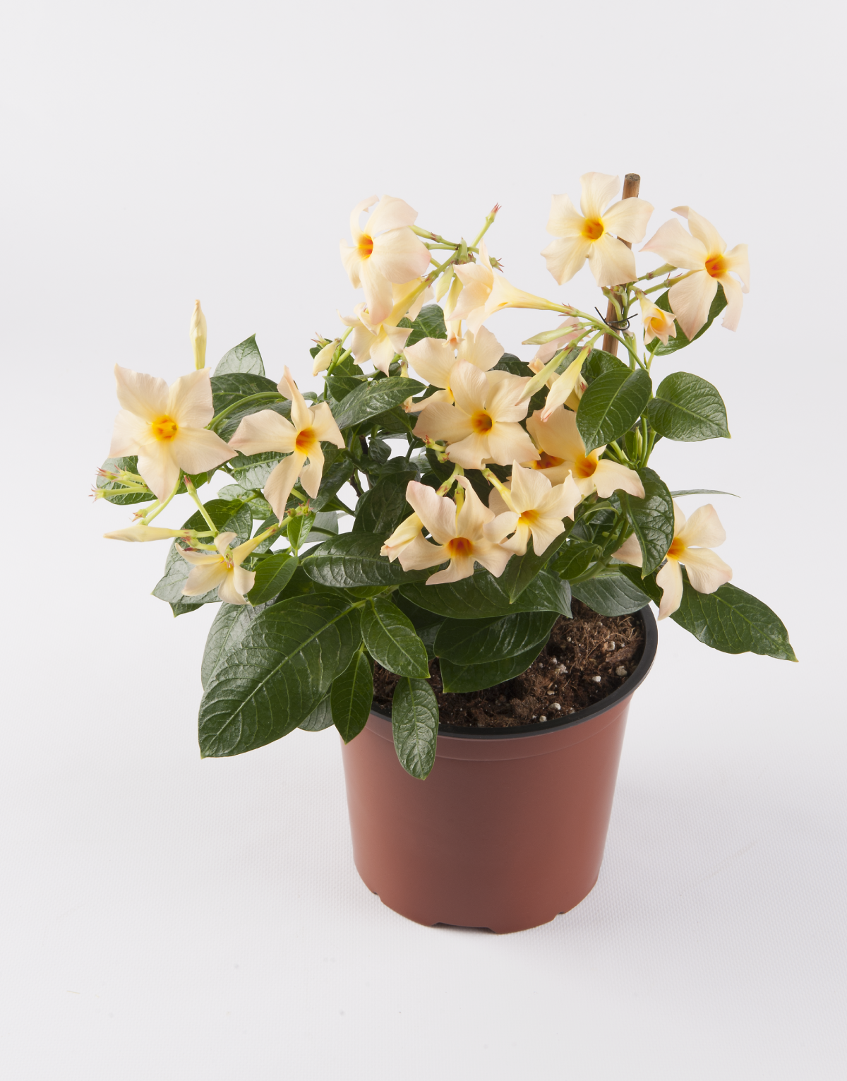 Tekengebied 1 kopie 5 Sundaville® Mimi Yellow – Bild 4
