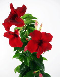 Sundaville® Carmine XXL - Afbeelding 2