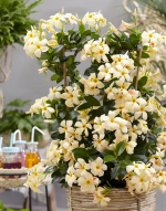 Sundaville® Mimi Yellow – Bild 5