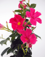 Sundaville® Fashion Pink