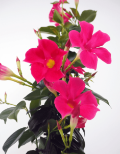 Sundaville® Fashion Pink