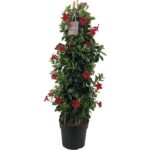 Sundaville® Red 26cm (piramide xl)