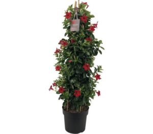 dipladenia mandevilla sundaville